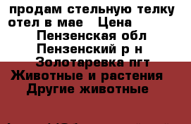 продам стельную телку отел в мае › Цена ­ 40 000 - Пензенская обл., Пензенский р-н, Золотаревка пгт Животные и растения » Другие животные   
